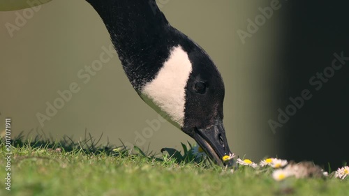 Canada Goose eating grass and daisies in springtime in the UK
