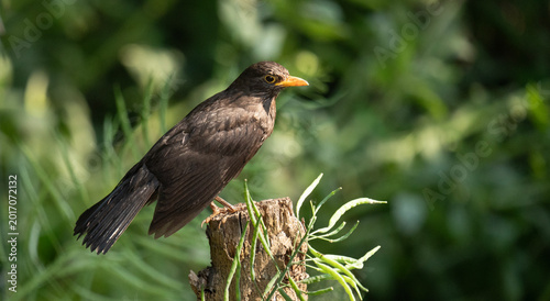 Wild Blackbird Perched on Tree Stump in Green Nature