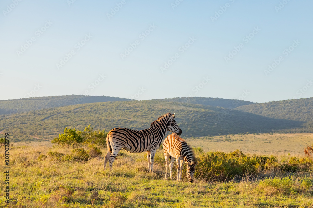 Fototapeta premium Zebra in Addo Elephant Safari Park