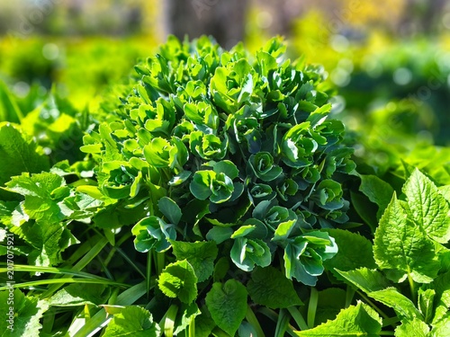 Bild auf Leinwand Fresh green succulent shoots of Hylotelephium stonecrop emerging in a sunny garden