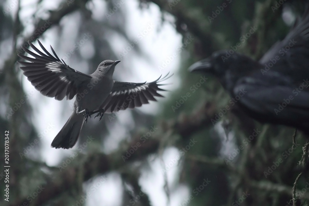 Fototapeta premium Dramatic Encounter Between Two Birds in Flight