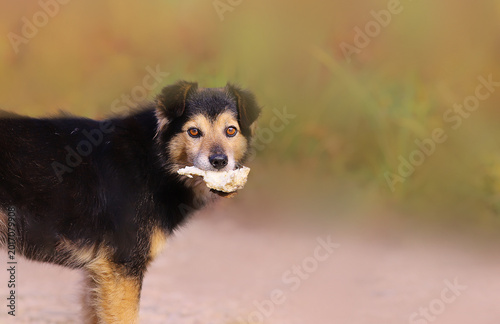A grateful dog with a piece of bread in its mouth on a blurry green background