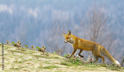 A fox runs along a cliff against the blurred background of the forest....