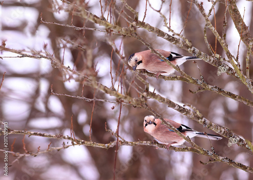 A pair of jays on parallel branches in winter..