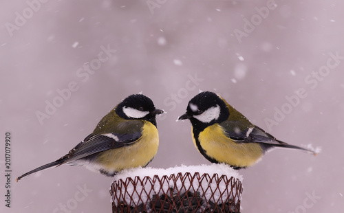 A pair of large tits, placated by falling snowflakes, are sitting on a feeder.