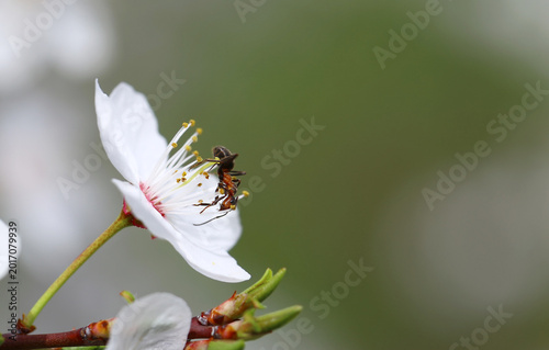 An ant on a spring thorn flower...