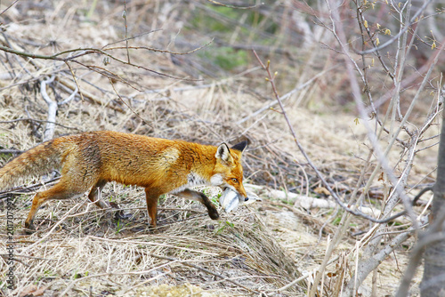 The sly fox has already stolen something from people.... A herring, I think....