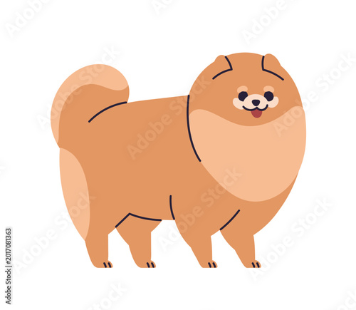 Cute Pomeranian Spitz, canine animal breed. Funny small toy dog. Little doggy...