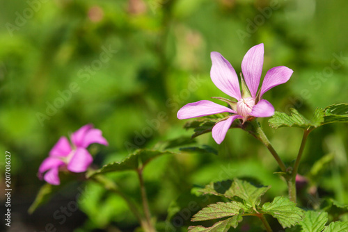 rubus arcticus blooms with beautiful pink flowers in the forest Growing berries in the garden.