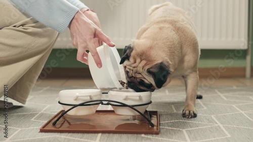 Woman pouring dry food into bowl for hungry pug dog during daily pet feeding routine at home kitchen interior