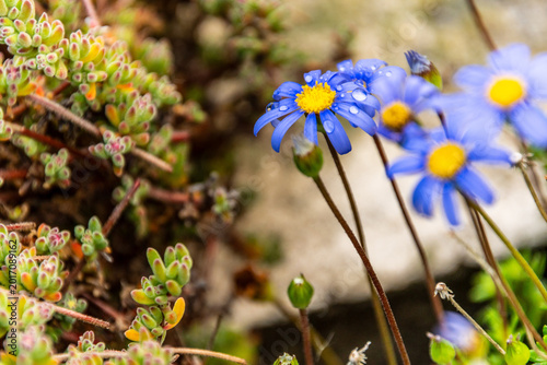 Bild auf Leinwand Felicia amelloides pertenece a la familia Asteraceae.