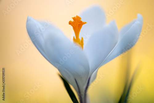 A white Crocus