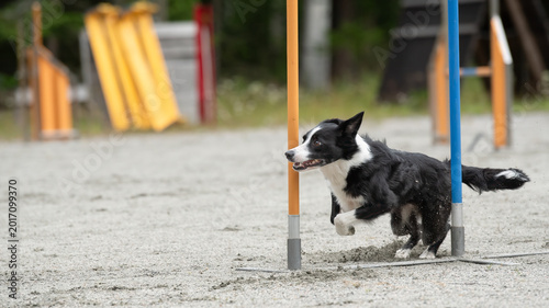 Photos Border Collie doing slalom on dog agility course