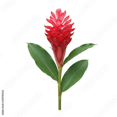 Vibrant red ginger flower with green leaves isolated on transparent background bloom