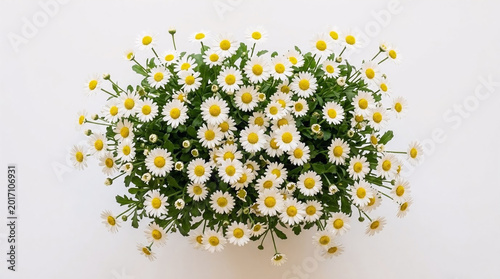 Buket Bunga Daisy Putih Segar Tampak Atas dengan Latar Belakang Putih Minimalis