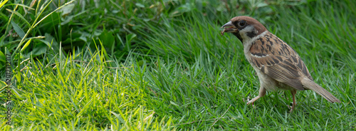 Sparrow Foraging in Green Grass with Food
