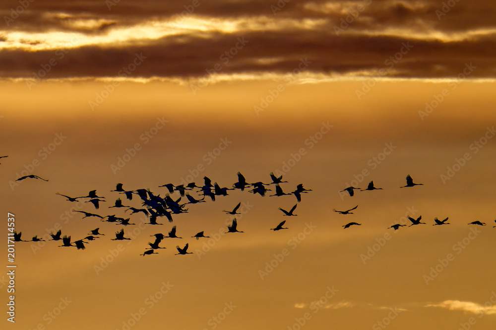 Fototapeta premium Fliegende Kraniche im Herbst