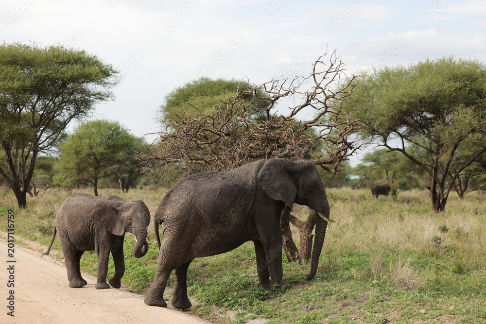 Obraz premium elephants in the savannah