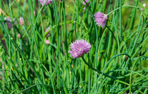 Obraz na plátně (Allium schoenoprasum) Ciboulette commune ou civette, herbe aromatique aux fines