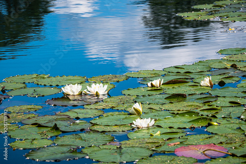 white water lilies