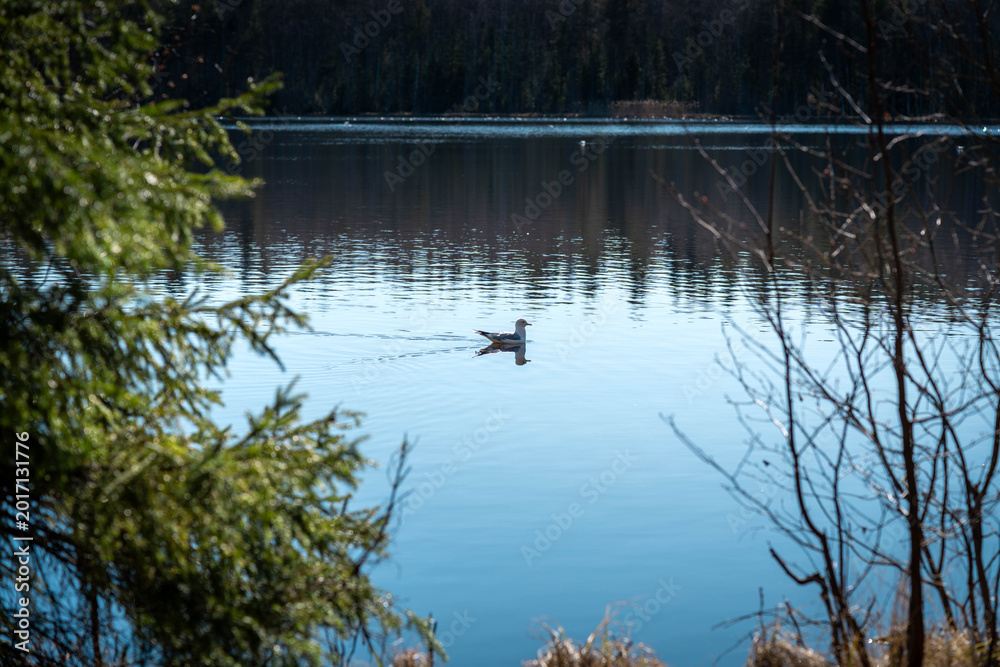 Ταπετσαρία Lone seagull drifting on a calm forest lake, framed by tree branches in bright sunlight