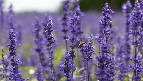 Tableau sur toile Honeybee Foraging on Purple Blue Salvia Flower Spikes in Japanese Garden
