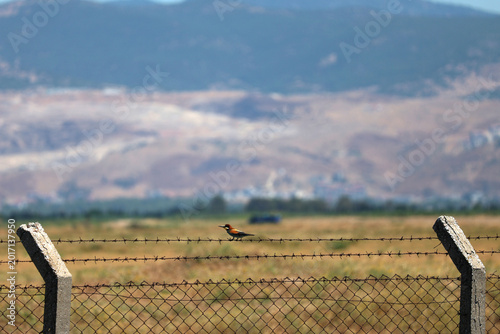 Bird sitting on barbed wire