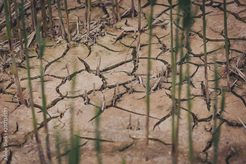 Bild auf Leinwand Dry soil shows cracks and signs of drought with green plants growing nearby duri