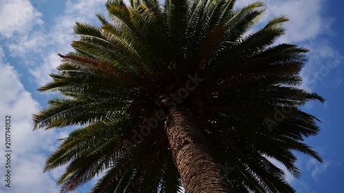 Textured Palm Tree Trunk, Lush Green Canopy under Blue Sky.Botanical Pattern, Natural Bark Detail, Exotic Summer Background, Sustainable Landscaping Concept. Phoenix Canariensis Detail, natural design
