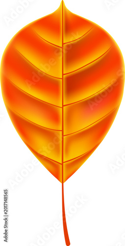 Photography Stylized orange leaf with visible veins isolated on a white background