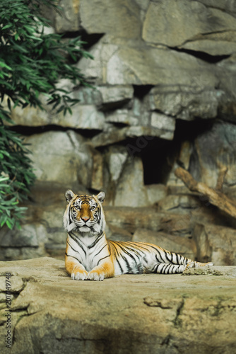 Auf einem Stein liegender Tiger