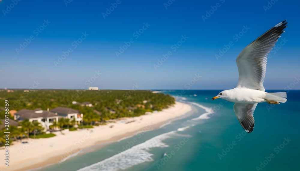 Fototapeta premium A white seagull flying near the beach of a luxury tropical resort under a clear blue sky, representing a high season tourism concept for summer travel and vacation