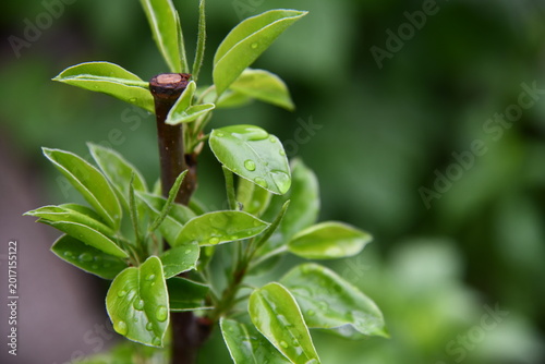 Tableau sur toile Close-up of a pear on a small tree, rows of saplings blur in the background unde