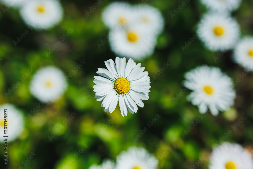 Fototapeta premium Daisy flowers grow in a sunny field during springtime with a detailed view of one flower in focus surrounded by many others