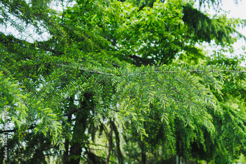 Fototapeta premium Close view of green tree branches in a forest during daytime showing the texture of the leaves and the trees in the background