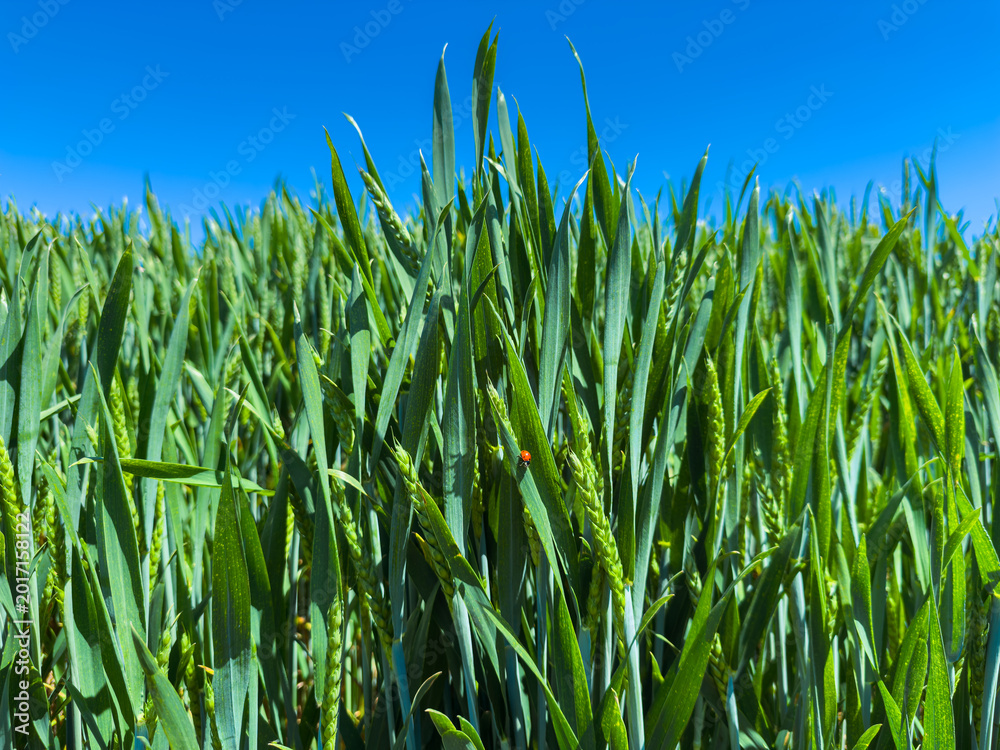 Fototapeta premium Wheat field grows under blue sky during sunny day in rural area