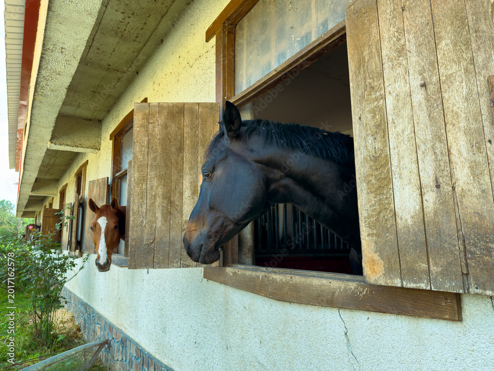 Obraz premium Horses looking out from their stalls in a barn during daylight hours in a rural area