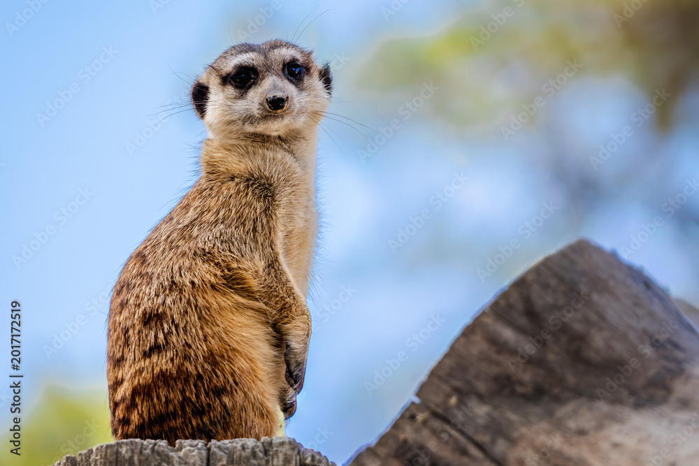 Fototapeta premium Meerkat standing upright on lookout, curious small animal portrait with blue sky background