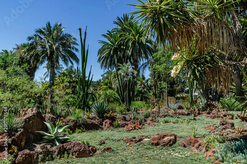 Tropical succulent garden landscape at Huntington Library Los Angeles California with agave palms rocks and blue sky sunny summer nature