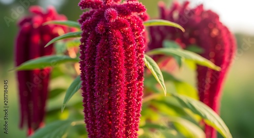Vibrant Red Amaranth Flowers Blooming in Sunlit Garden