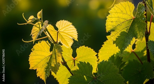 Sunlit Green Grape Leaves Glowing on Vine in Warm Garden Light