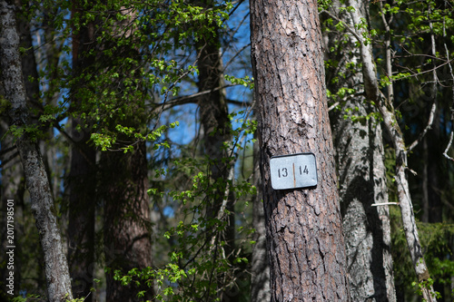 Forest Tree With Old Woodland Number Marker