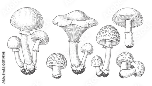 Konstfotografi Collection of hand drawn mushrooms in various shapes and sizes fungi nature fore