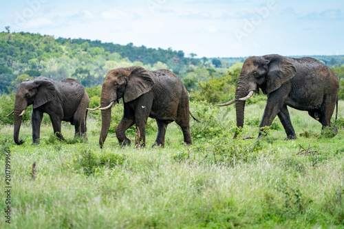 Herd of African Elephants Moving Through Lush Green Savanna Kruger