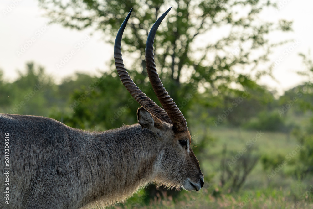 Ταπετσαρία Male Waterbuck Head Portrait in Green Bush Kruger National Park