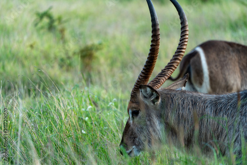Fotografía Male Waterbuck Close-up Portrait in Tall Grass Kruger National Park