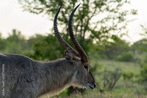 Quadro su tela Male Waterbuck Head Portrait in Green Bush Kruger National Park