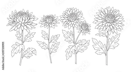 Four line of chrysanthemums with leaves flower floral botanical outline