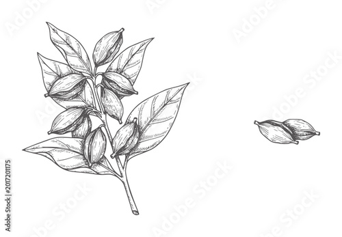 Schilderij op canvas Hand drawn cardamom pods stem and loose pods spice herb plant seed
