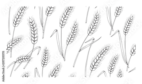 Fotografie Hand drawn wheat stalks pattern white grain field harvest